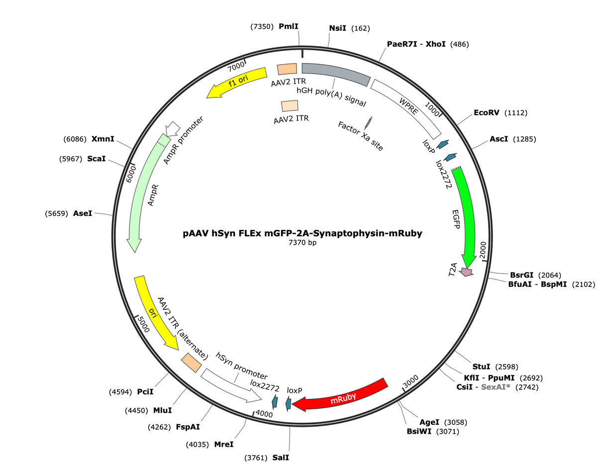 AAV-hSyn-FLEx-mGFP-2A-Synaptophysin-mRuby
