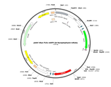 AAV-hSyn-FLEx-mGFP-2A-Synaptophysin-mRuby