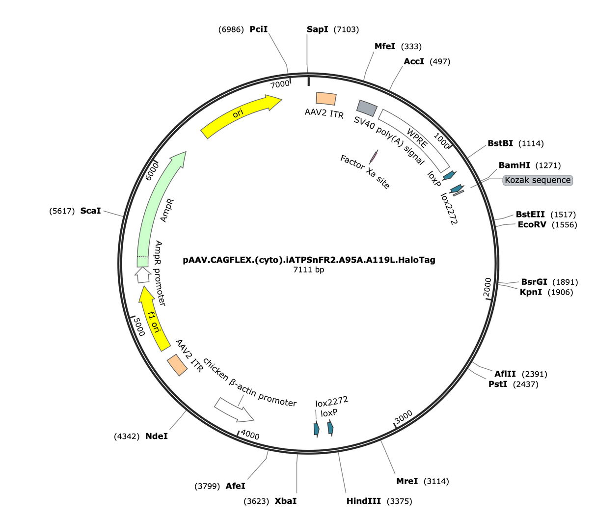 AAV-CAG-Flex-(cyto)iATPSnFR2(A95A/A119L)-HaloTag