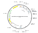 AAV-CAG-Flex-(cyto)iATPSnFR2(A95A/A119L)-HaloTag
