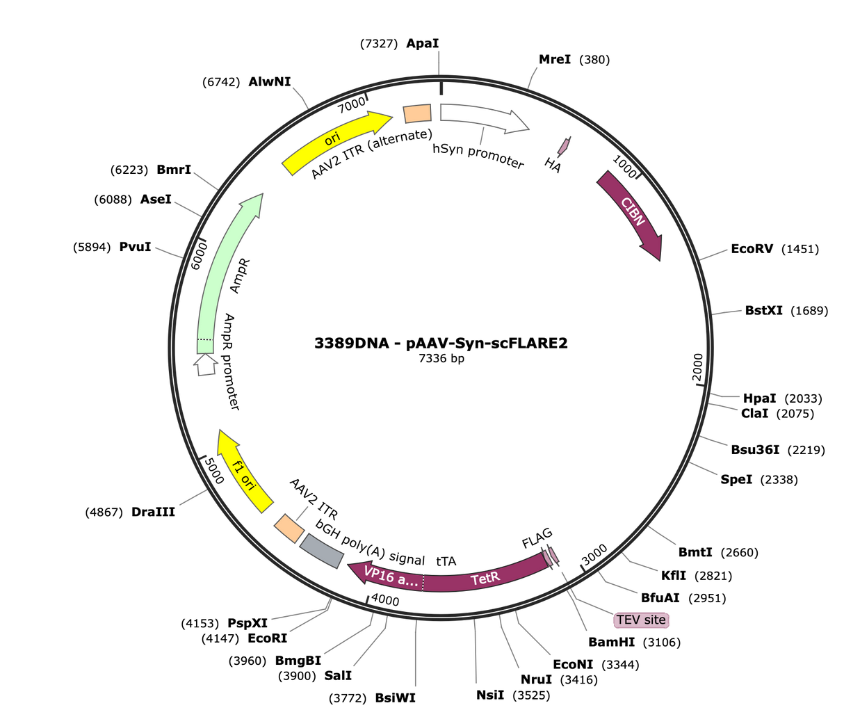 AAV-Syn-scFLARE2
