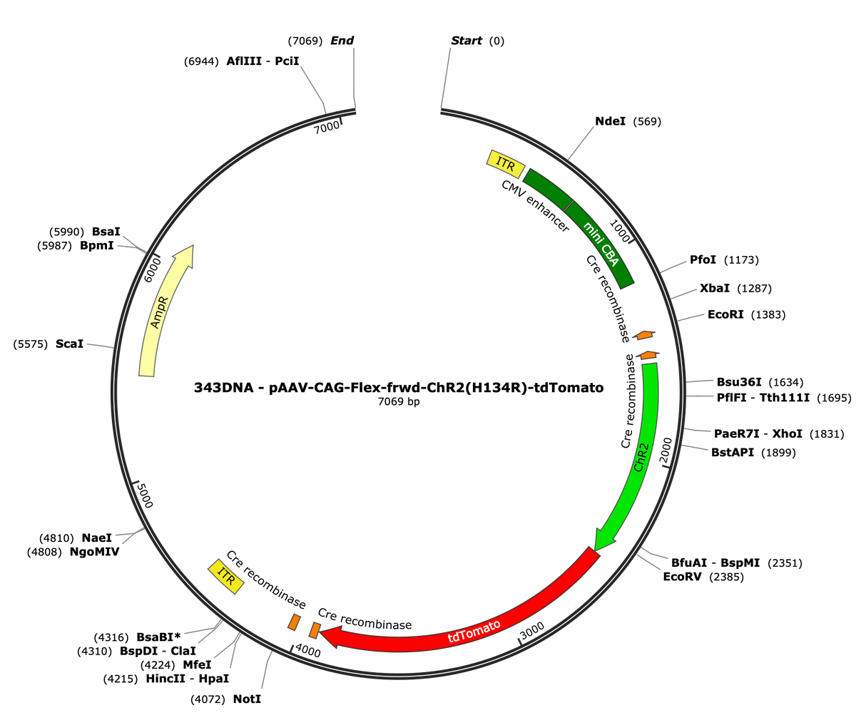 AAV-CAG-Flex-fwd-ChR2(H134R)-tdTomato
