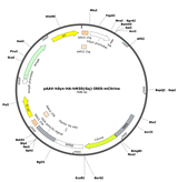 AAV-hSyn-HA-hM3D(Gq)-IRES-mCitrine