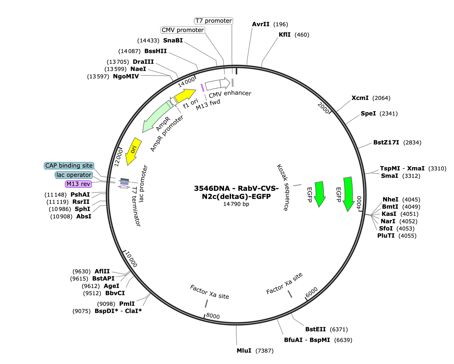 CVS-N2c(deltaG)-eGFP