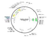 CVS-N2c(deltaG)-eGFP