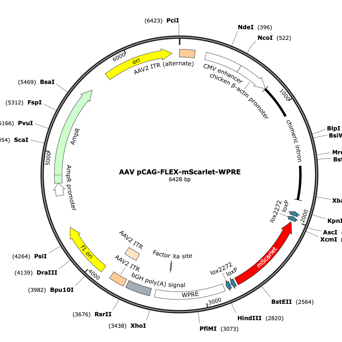 AAV-CAG-Flex-mScarlet | CNP Viral Vector Core – COVF Viral Vector Core