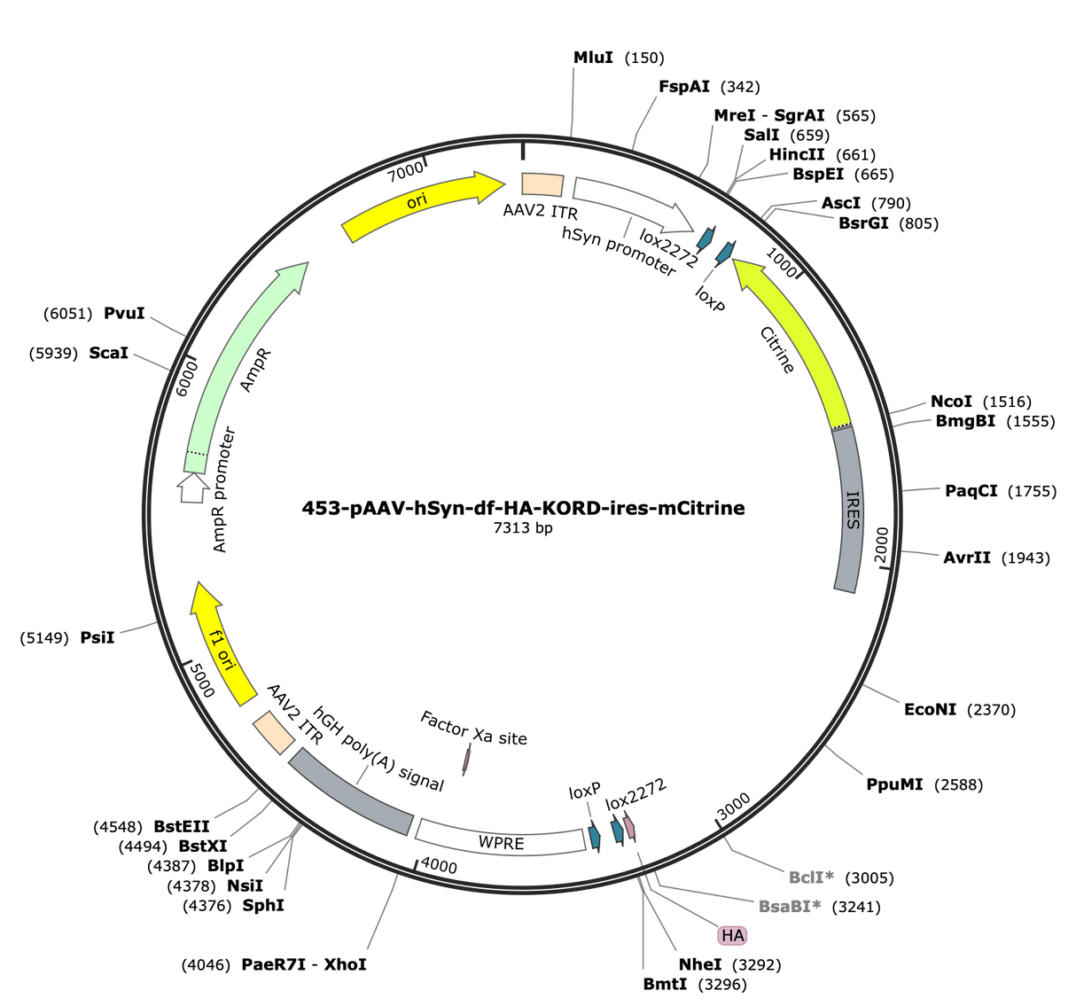 AAV-hSyn-df-HA-KORD-ires-mCitrine