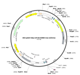 AAV-hSyn-df-HA-KORD-ires-mCitrine