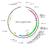 AAV-CAG-Flex-GCaMP6s