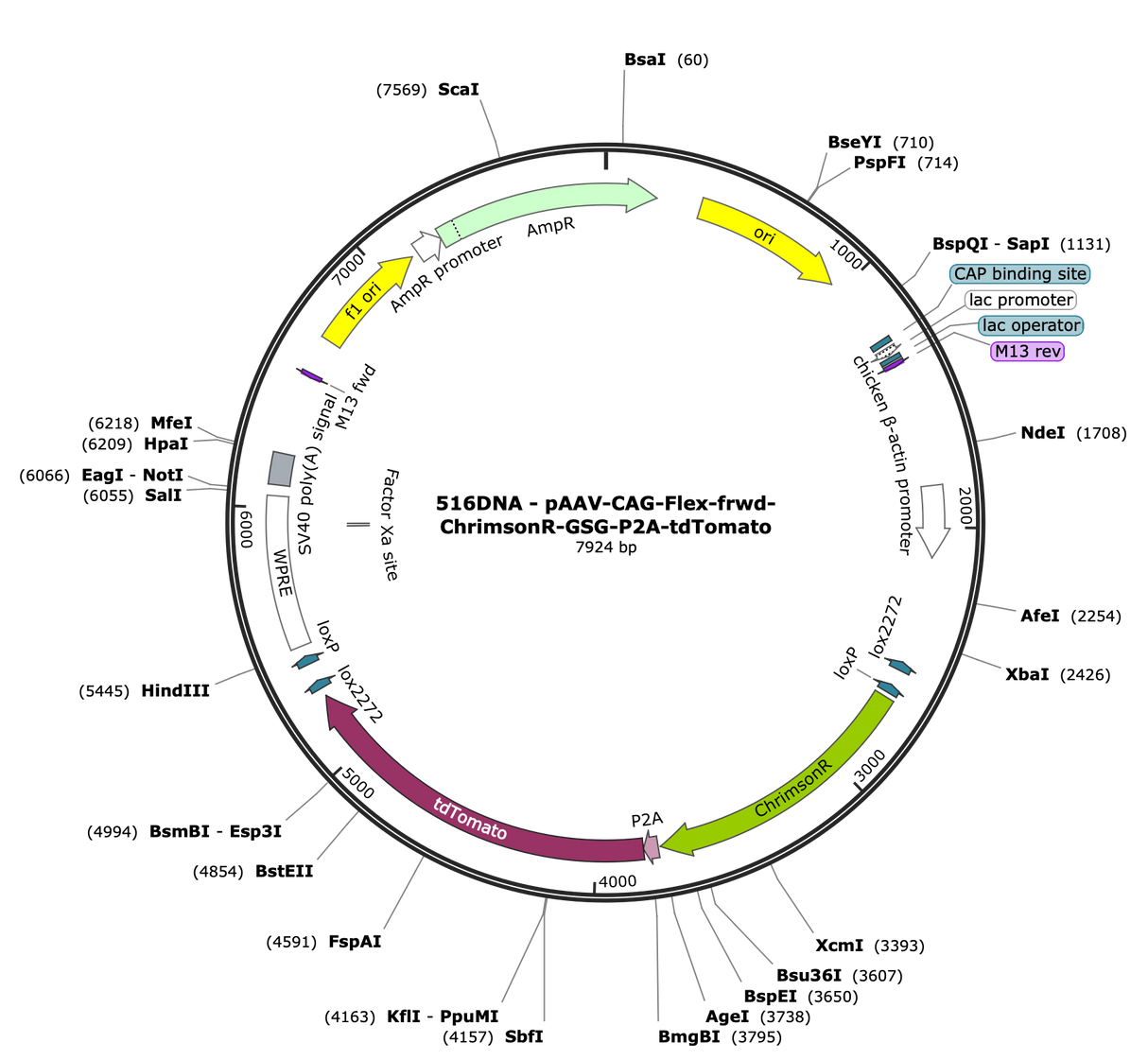 AAV-CAG-Flex-frwd-ChrimsonR-GSG-P2A-tdTomato