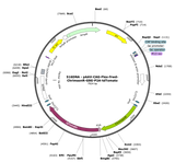 AAV-CAG-Flex-frwd-ChrimsonR-GSG-P2A-tdTomato