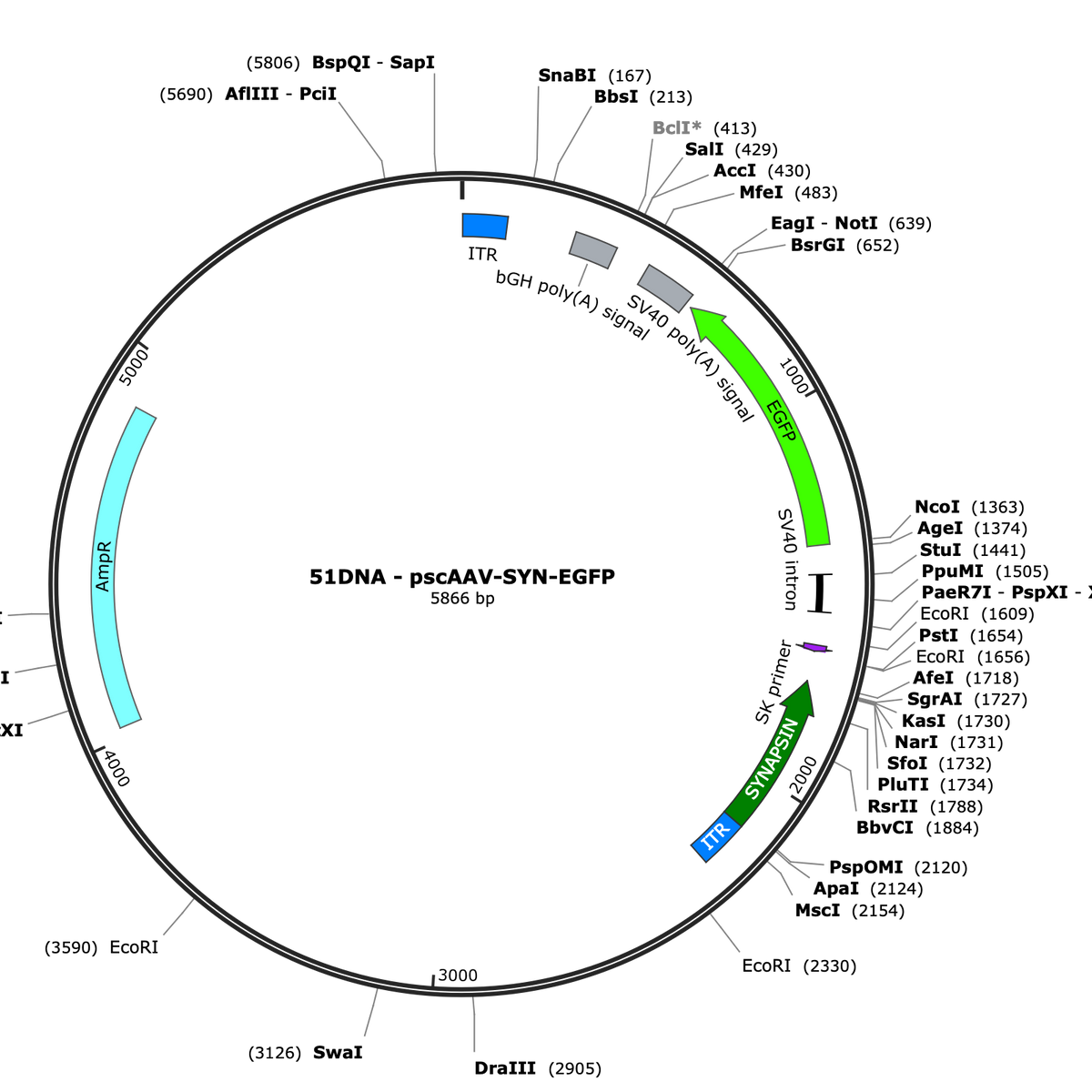 scAAV-Syn-eGFP – COVF Viral Vector Core