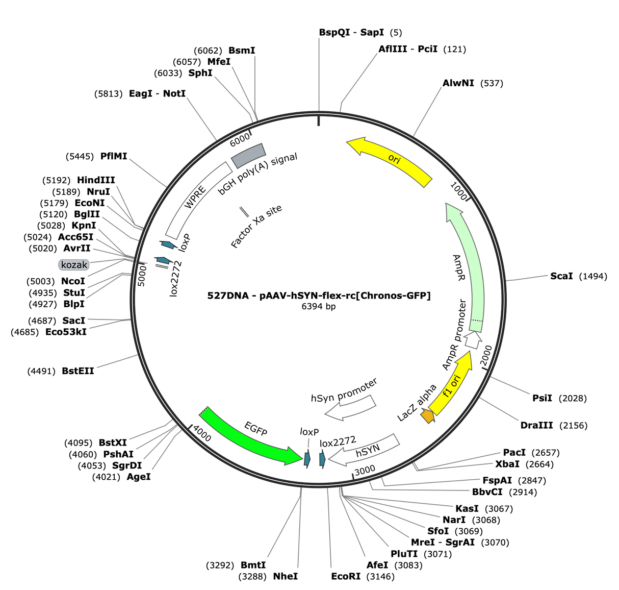 AAV-Syn-FLEX-rc[Chronos-GFP]