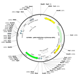 AAV-Syn-FLEX-rc[Chronos-GFP]