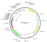 AAV-CAG-flex-Arch-GFP