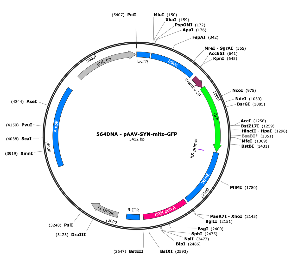 AAV-SYN-mito-GFP