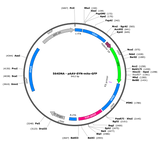 AAV-SYN-mito-GFP