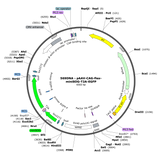 AAV-CAG-Flex-miniSOG-T2A-eGFP