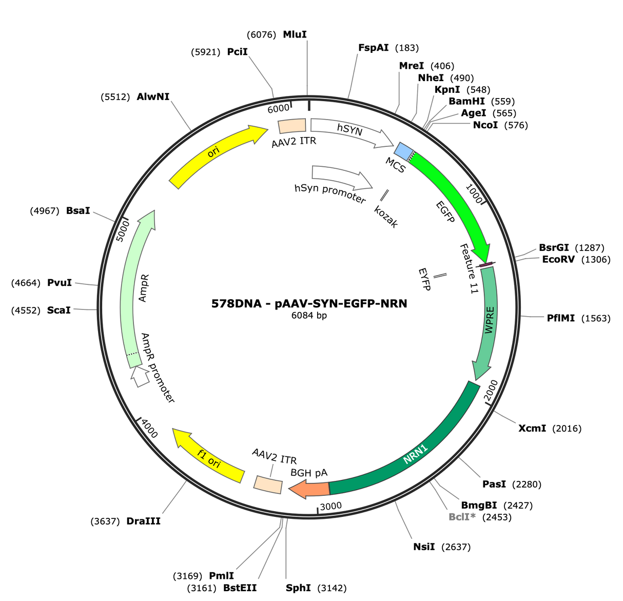 AAV-hSYN-EGFP-NRN