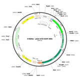 AAV-hSYN-EGFP-NRN