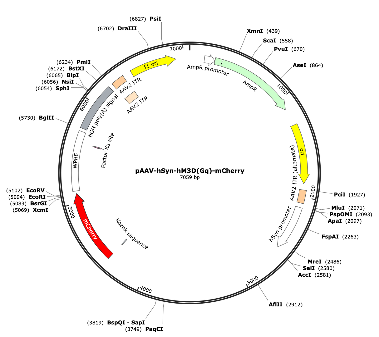 AAV-hSyn-hM3D(Gq)-mCherry