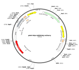 AAV-hSyn-hM3D(Gq)-mCherry
