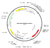 AAV-hSyn-hM4D(Gi)-mCherry