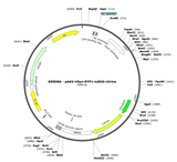 AAV-hSYN-SYP1-mSOG-citrine