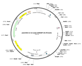 AAV-CAG-Jx-rev-post-mGRASP-2A-dTomato