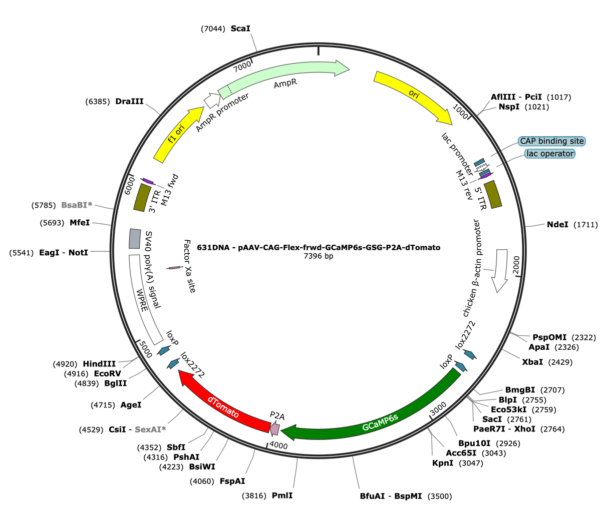 AAV-CAG-Flex-fwd-GCaMP6s-GSG-P2A-dTomato