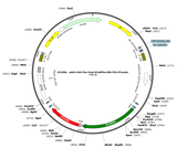 AAV-CAG-Flex-fwd-GCaMP6s-GSG-P2A-dTomato