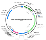 AAV-CAG-DIO-hChR2(C128S-D156A)-EYFP