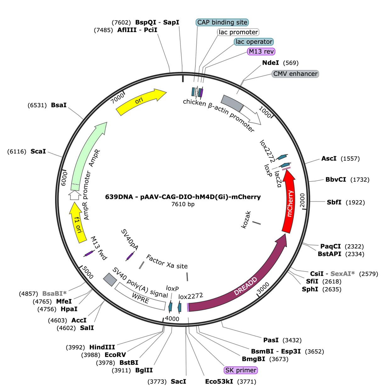 AAV-CAG-DIO-hM4D(Gi)-mCherry