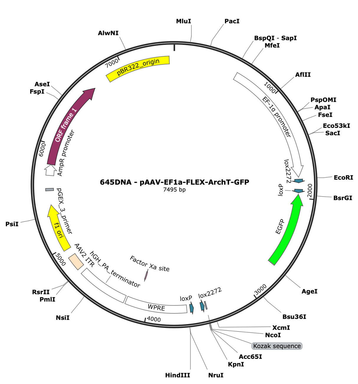 AAV-EF1a-flex-ArchT-EGFP