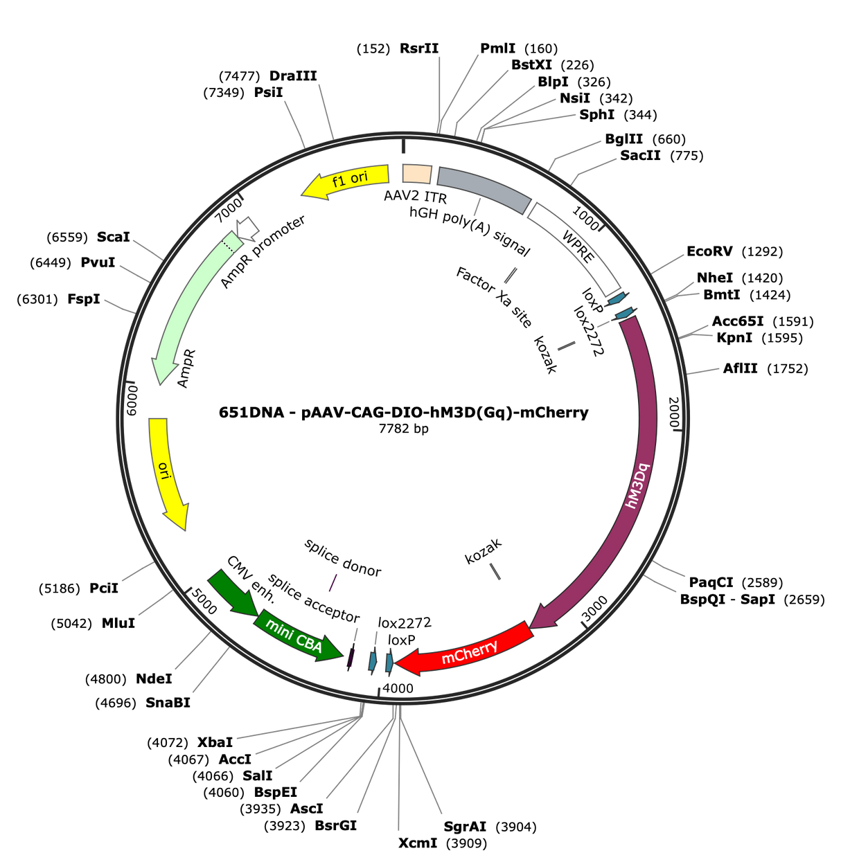 AAV-CAG-DIO-hM3D(Gq)-mCherry