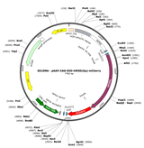 AAV-CAG-DIO-hM3D(Gq)-mCherry