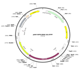 AAV-hSyn-hM4D(Gi)-eYFP