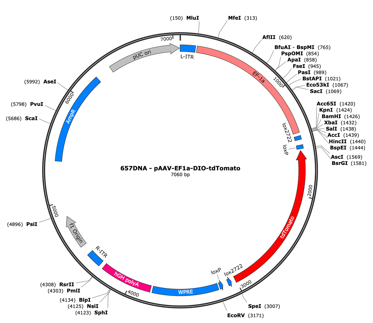 AAV-EF1a-flex-tdTomato