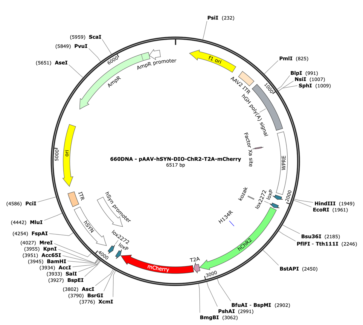 AAV-hSYN-DIO-ChR2-T2A-mCherry