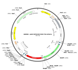 AAV-hSYN-DIO-ChR2-T2A-mCherry