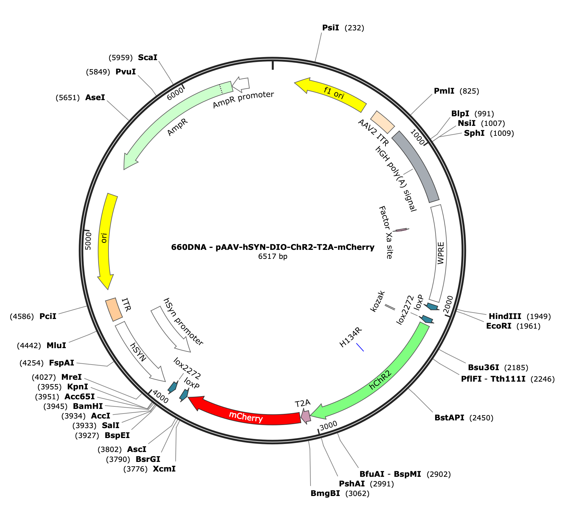 AAV-hSYN-DIO-ChR2-T2A-mCherry