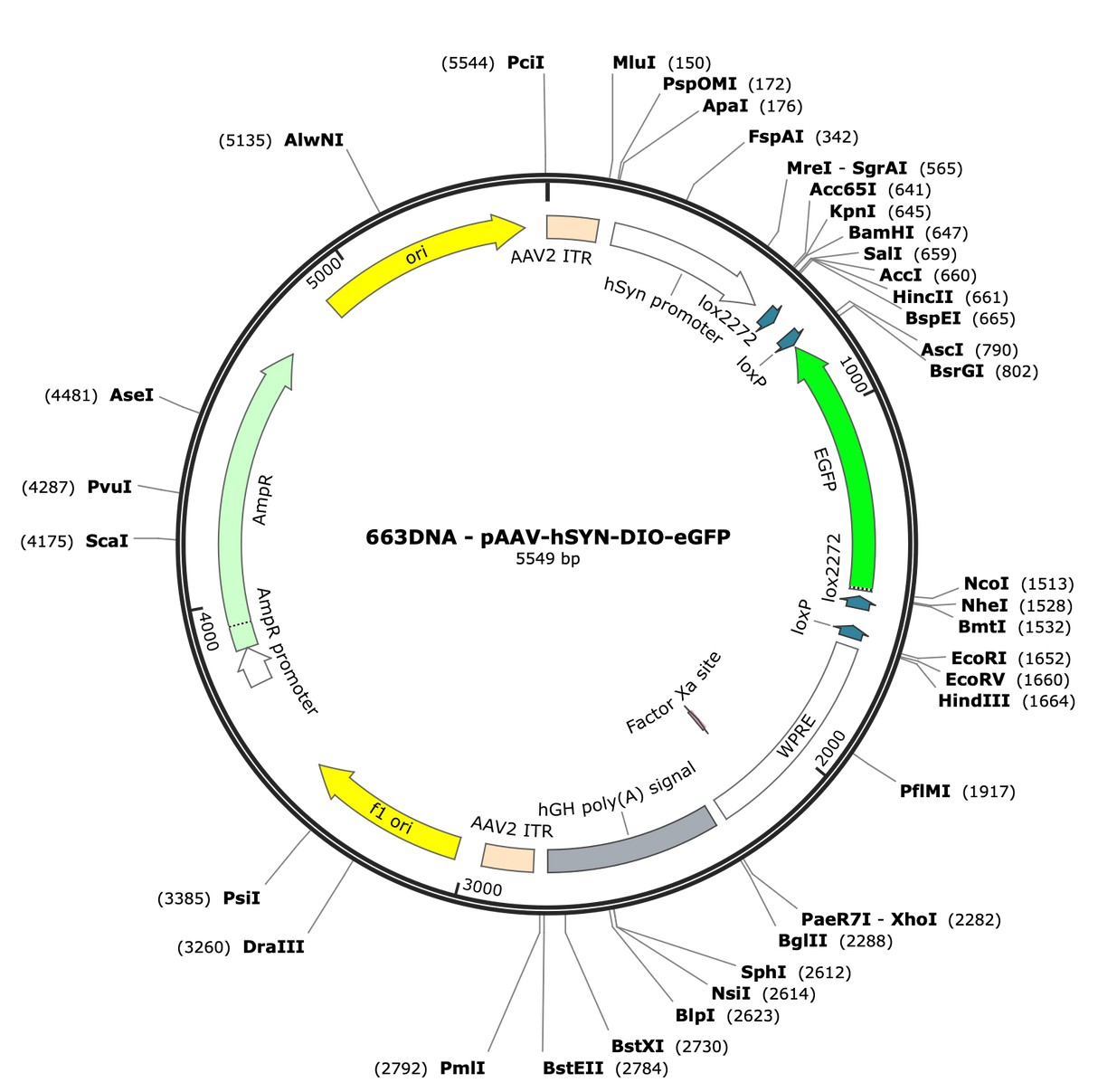 AAV-hSYN-DIO-eGFP