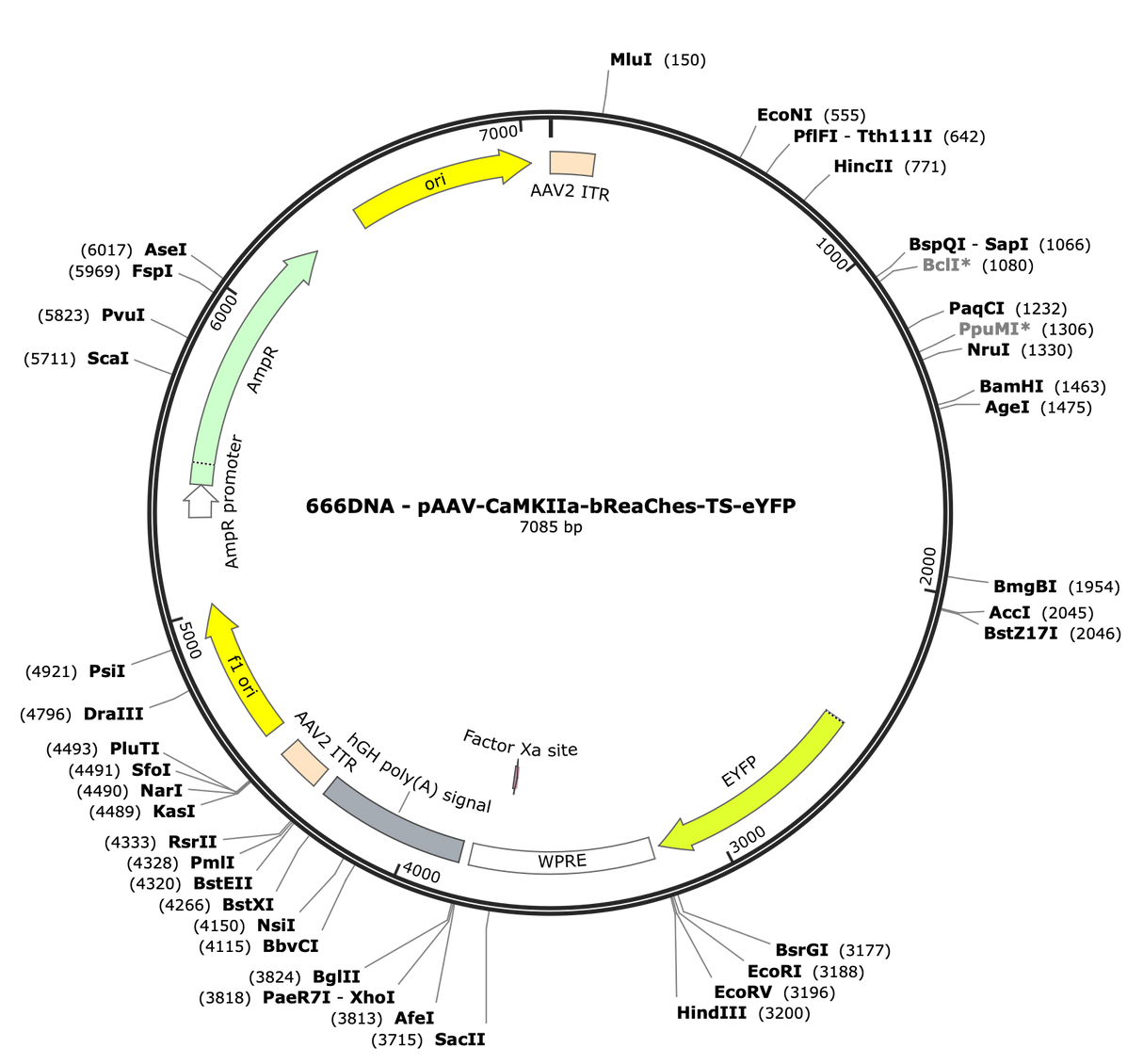 AAV-CaMKIIa-bReaches-TS-EYFP