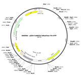 AAV-CaMKIIa-bReaches-TS-EYFP