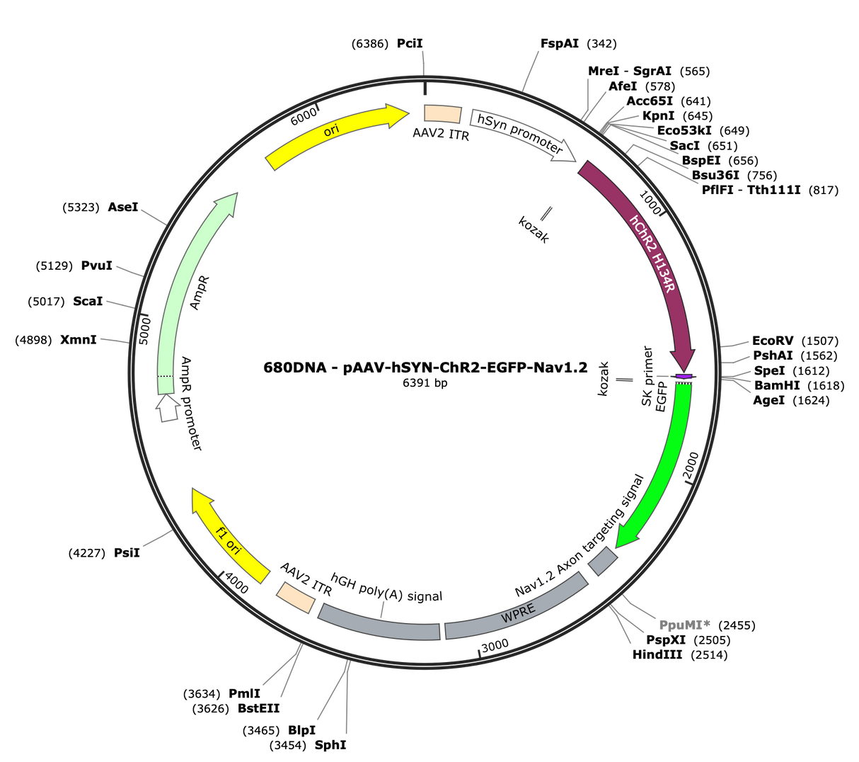 AAV-hSYN-ChR2-EGFP-Nav1.2