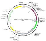 AAV-hSYN-ChR2-EGFP-Nav1.2