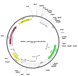 AAV-hsyn-Jaws-KGC-GFP-ER2