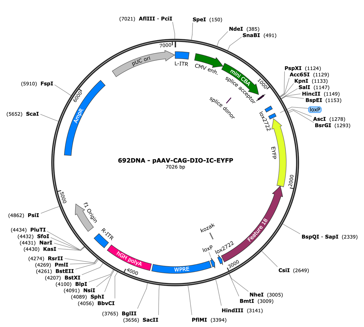 AAV-CAG-DIO-IC++-EYFP
