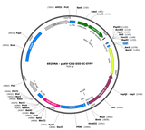 AAV-CAG-DIO-IC++-EYFP