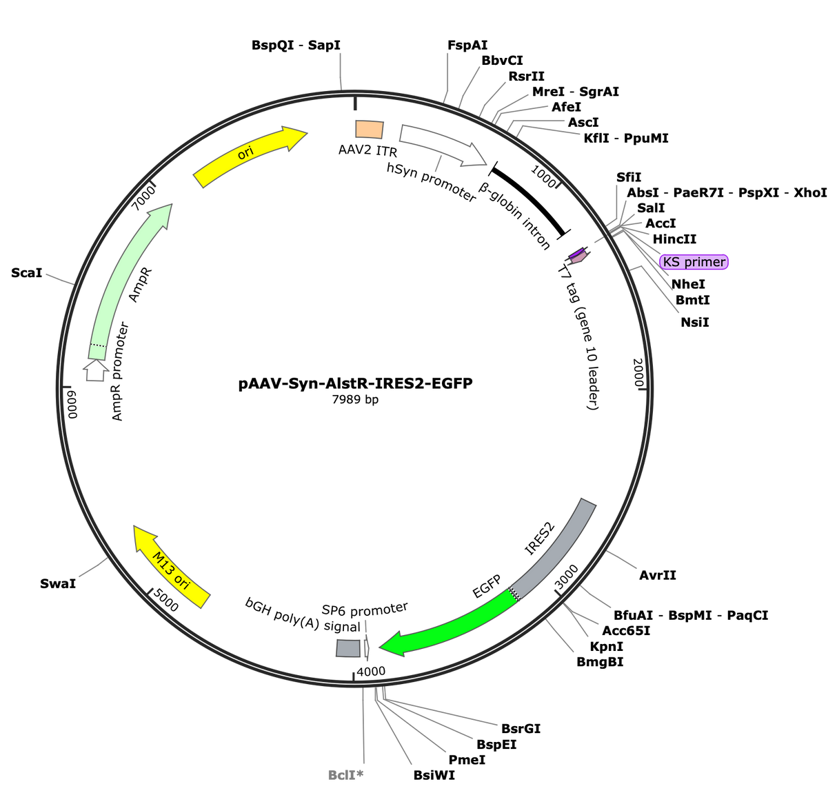 AAV-Syn-AlstR-ires2-GFP